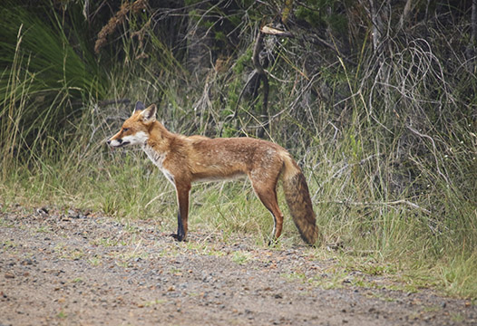 Fox standing on the side of a road
