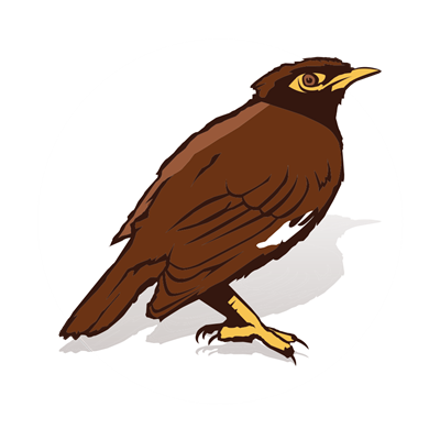 Myna bird cartoon