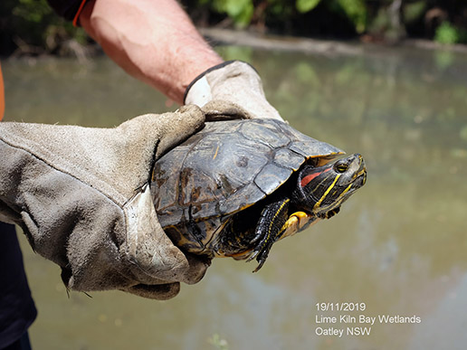 red-eared slider turtle holded by its captor 