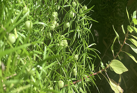 Image of asparagus fern and asthma weed