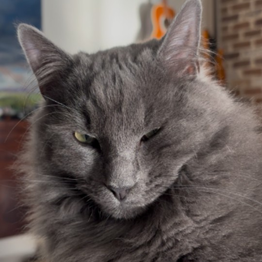 Beannie DMH lost 2 Oct