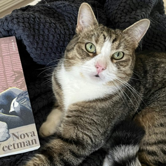 Bluey DSH lost 9 nov