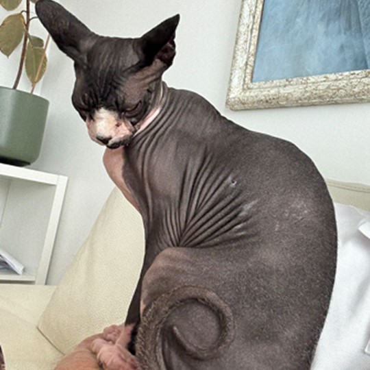 Carl sphynx lost 10 jul