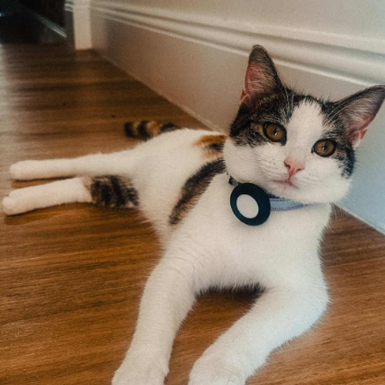 Daisy cat missing 6 june