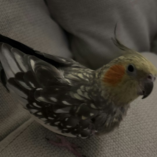 Dougal lost cockatiel 30 sep