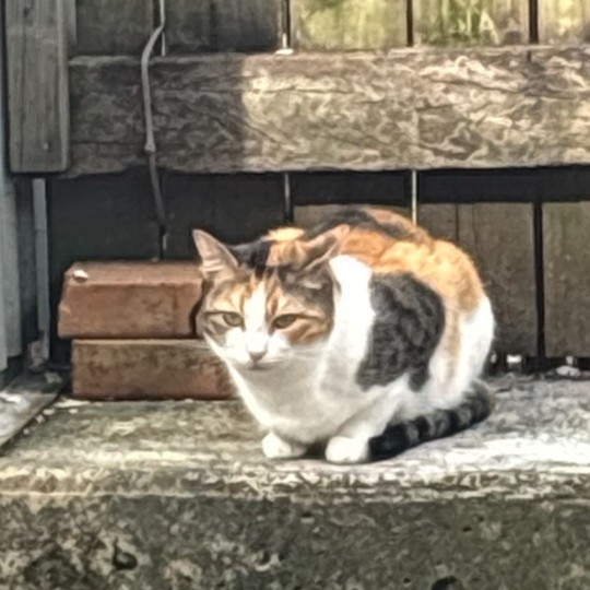 Jam DSH calico lost 30 sept