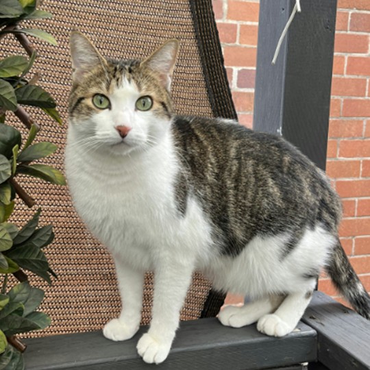 Latte DSH lost 21 Oct 25