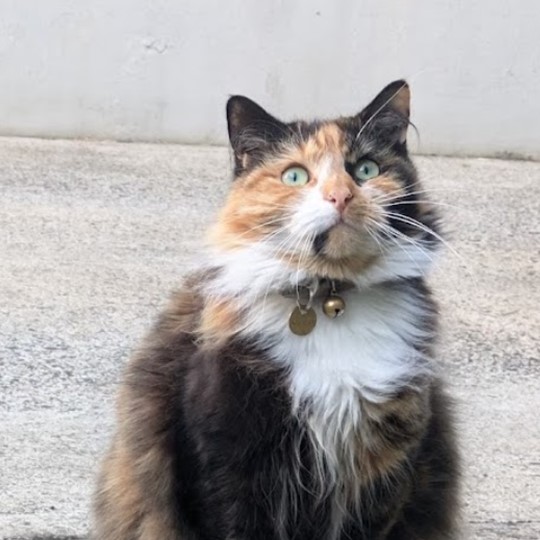 Liza DLH lost 28 june