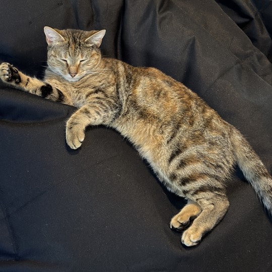 Mimi DSH tabby lost 31 may 25