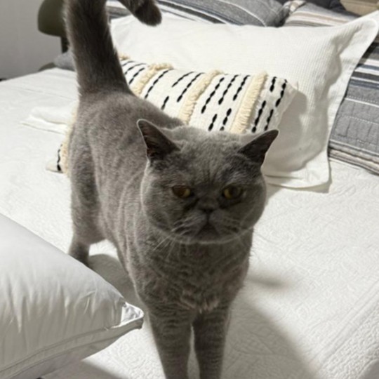 Peaches british shorthair lost 11 nov