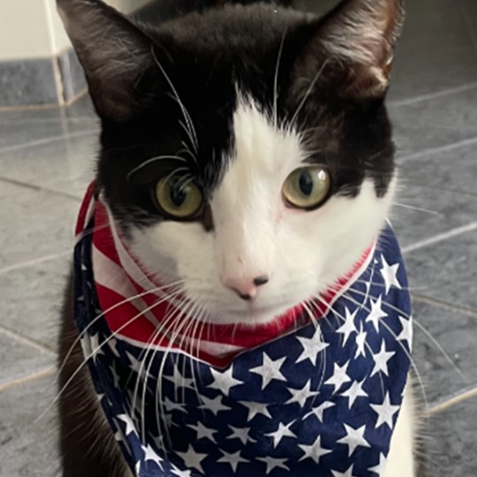Pudding DSH lost 17 may25