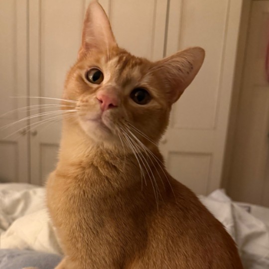 Rodney ginger dsh lost 15 sep