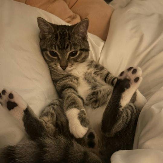 Southern DSH lost 21 may