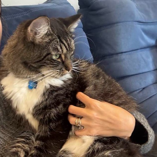 Steven Ragdoll x lost 30 jun