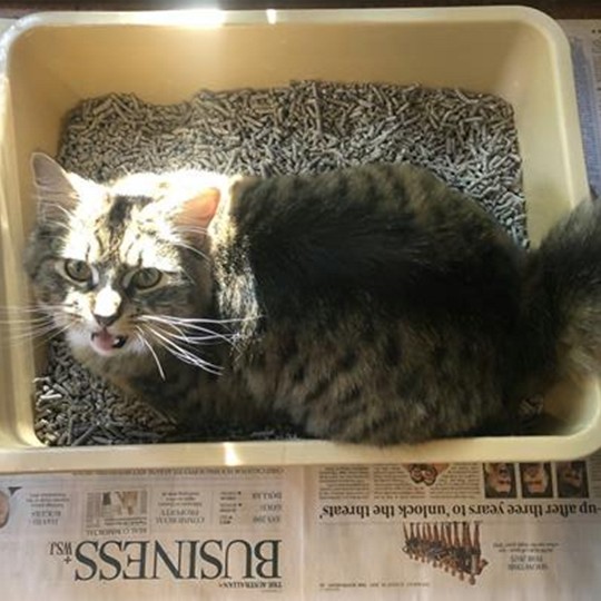 Timothy DLH lost 18 oct