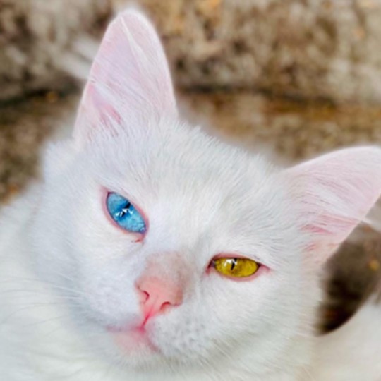 Tutu white lost dsh 9 sep