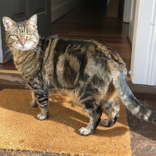 safari dsh lost 23 sept