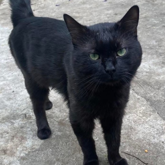 sybil dsh lost 1 sept