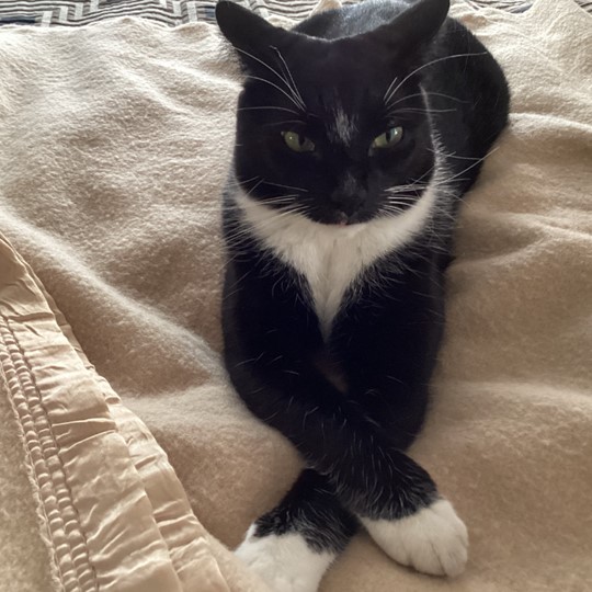 toby black and white dsh lost 16 may