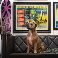 A small Staffordshire terrier sits on a couch in front of a framed movie poster