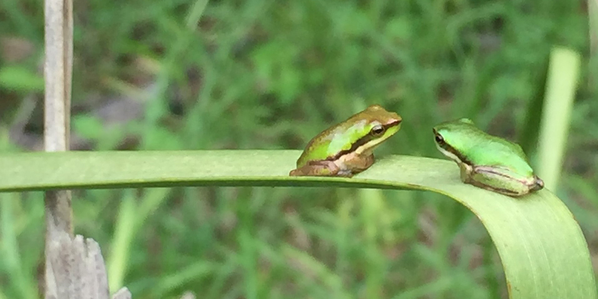 Chatty frogs - Tealia Scott