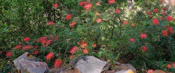 Grevillia - Flickr photo fromGeoff Whalan