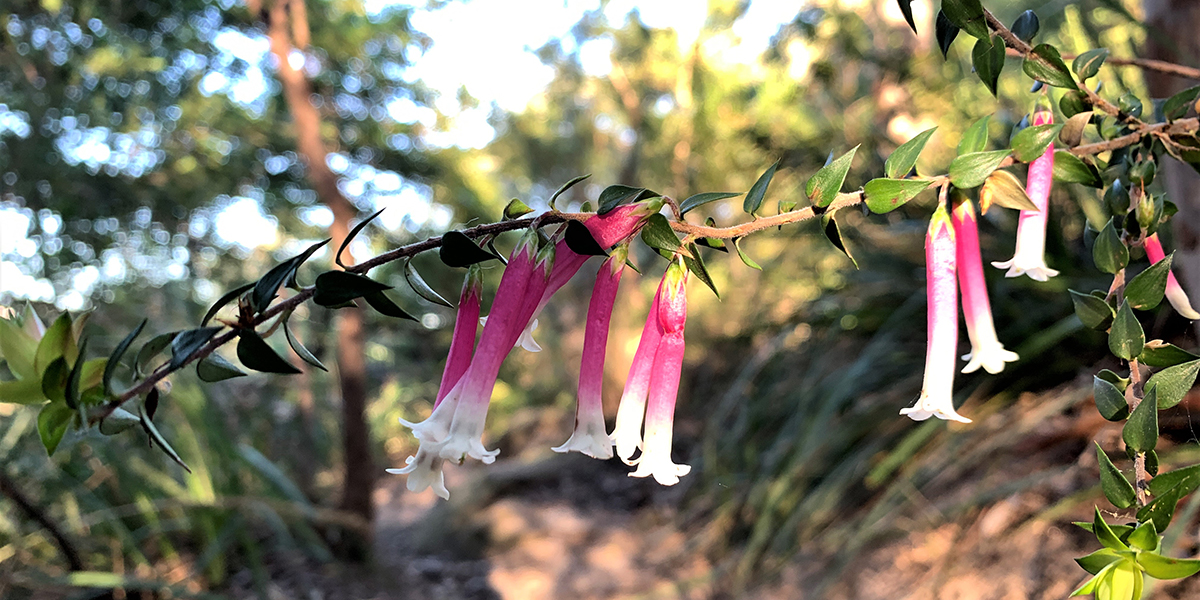 Epacris, native plants of the Cooks River - Pilar Angon