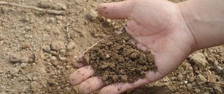 sandy soil