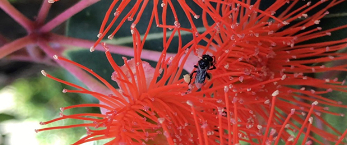 Native bee and red flower - Danielle Bijen