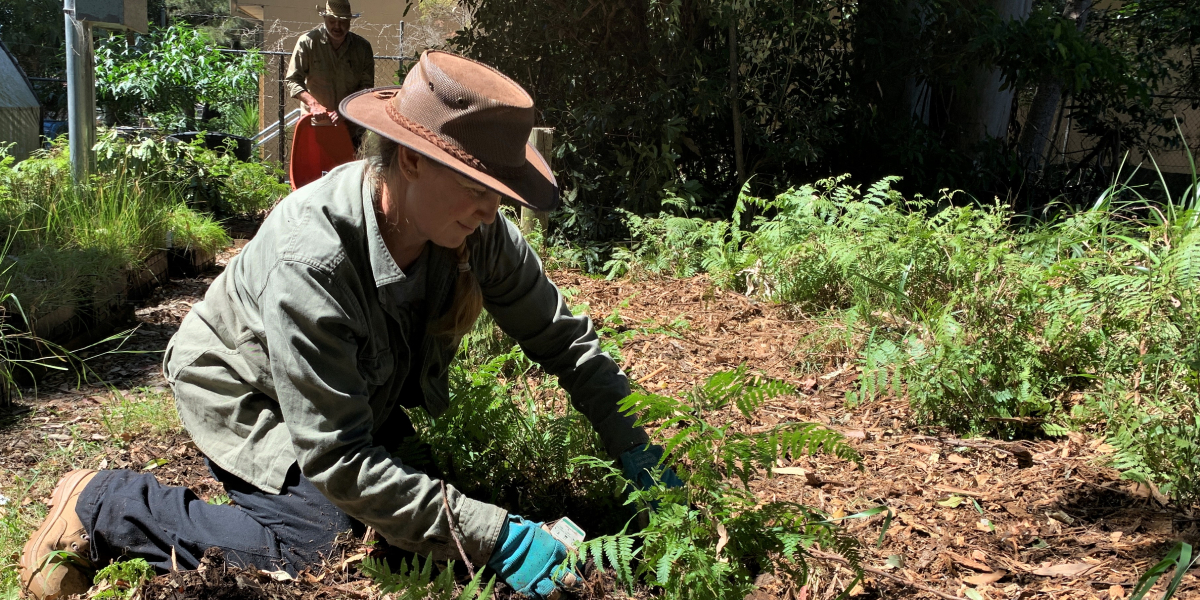 Marrickville Nursery working bee - Pilar Angon