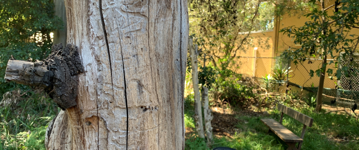 Habitat tree in Marrickville - Pilar Angon