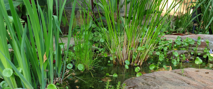 Frog pond in Petersham - Pen Campbell