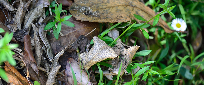 Skink - Flickr photo by Buffy May