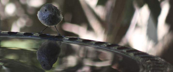 Striated thornbill - Flickrphoto Sharon and Peter Komidar