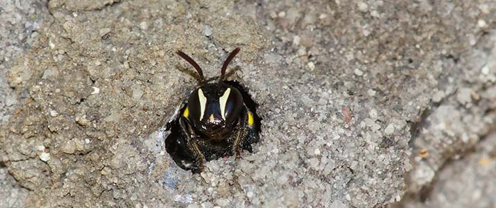 Bee homes - Flickr photo ron n beths pics