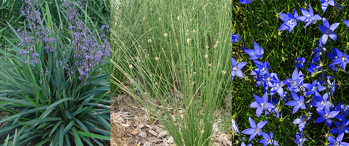 Dianella caerula, knobbly grass and bluebells