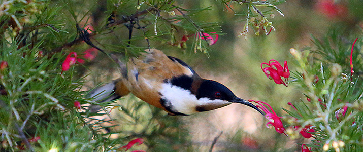 Eastern spinebill - Flickr Photo by Nathanael Coyne