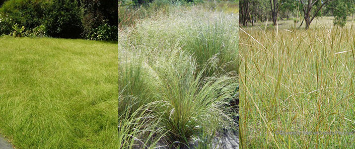 Weeping grass, Wallaby grass and Red grass