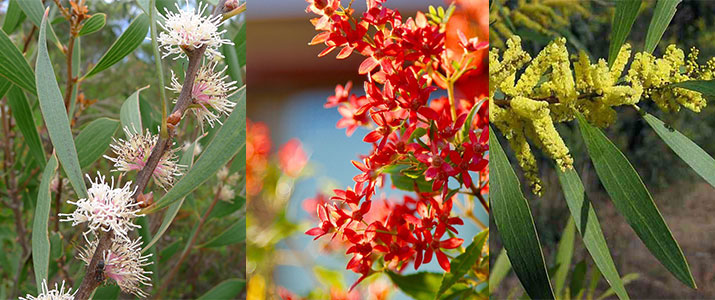 hakea christmas bush and wattle