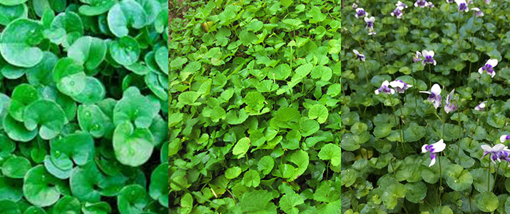 Kidney weed, pennywort and native violets