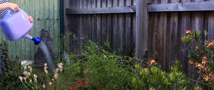 Watering native garden - Inner West Council