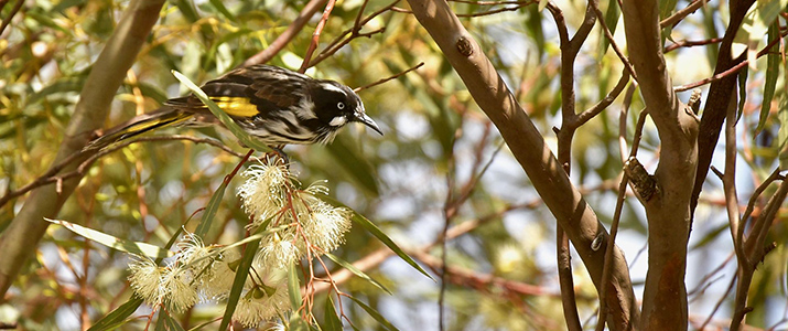 New Holland Honeyeater Flickr - Dorothy-Jenkins