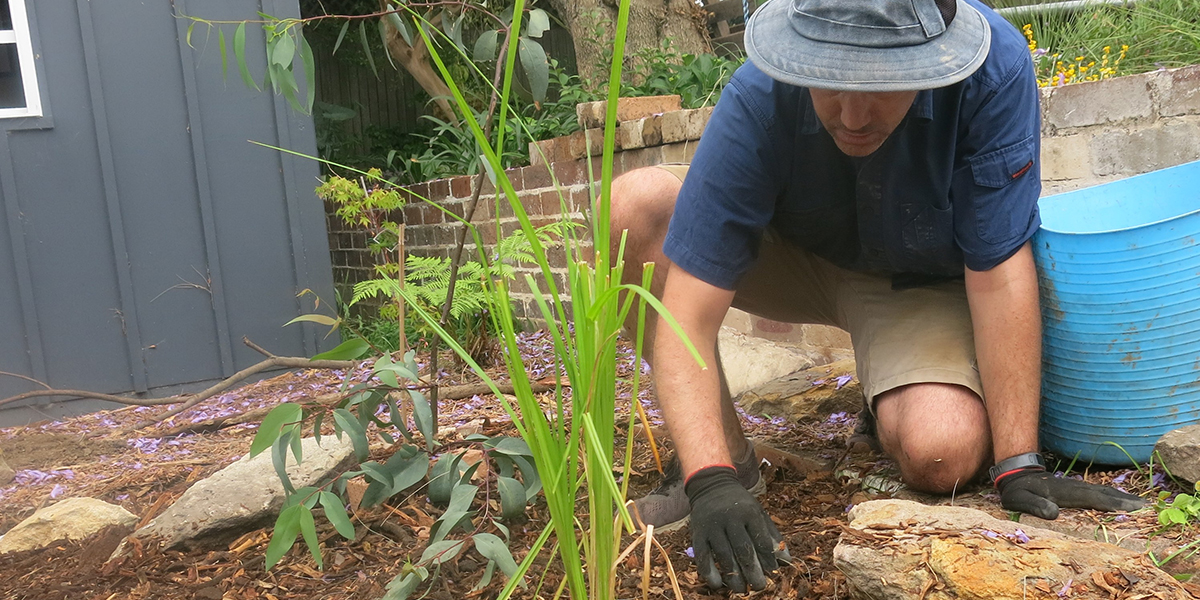 Planting garden - Inner West Council