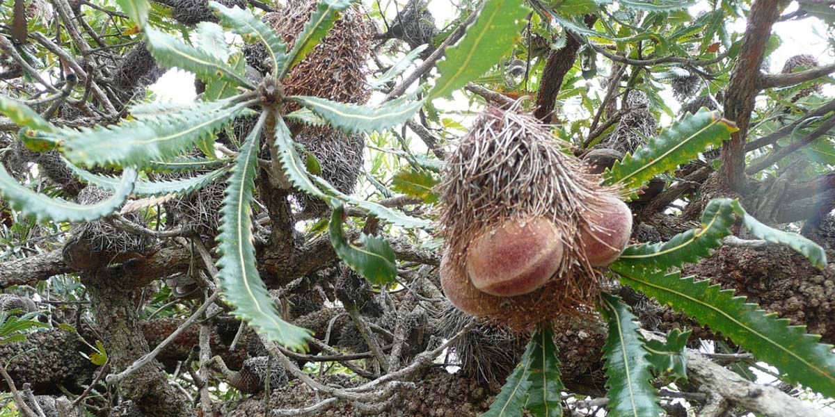 old man banksia - flickr photo Wendy North - 1200