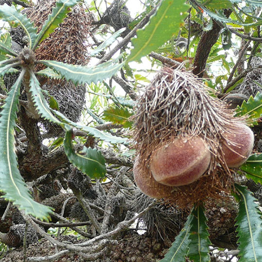 Old man banksia 