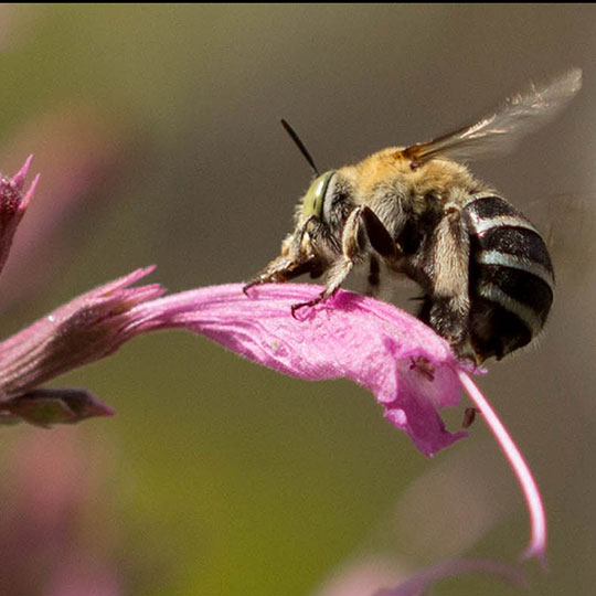 Blue banded native bee - Flickr photos from karenretra -540