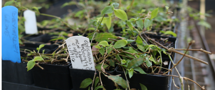 Basket grass seedling - Harriet Ampt