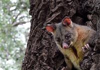 Brushtail possum - Tim Adams