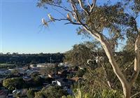 Cockatoos on a tree