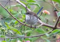 Fairy Wren - David Noble